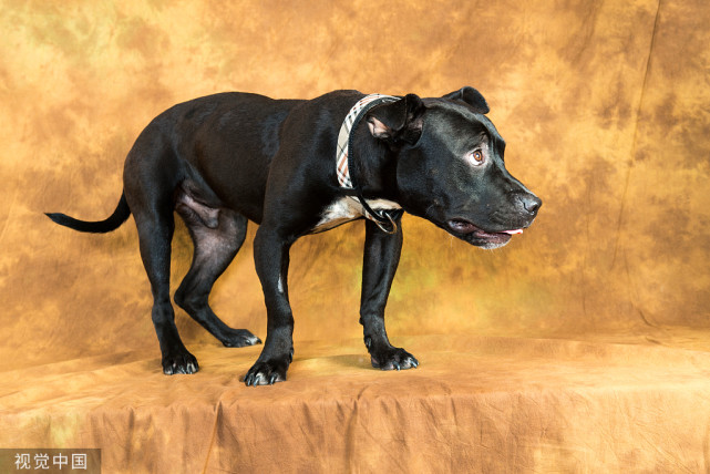 黑色比特犬的价格是多少