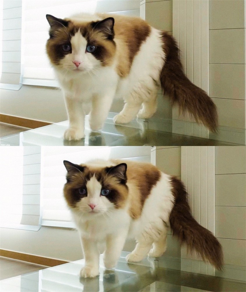 blackpink lisa晒照介绍新宠物狗,却遭到了网友的批评!