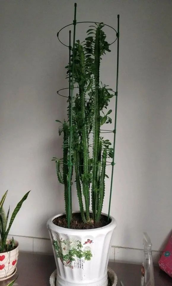 最适合家里养的绿植买棵龙骨1个月浇一次咋养都不死