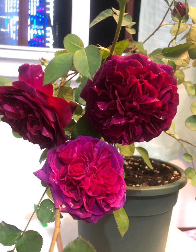 多数月季花走的是"大红大紫"或者"仙气飘飘"的路线,黑伍德走的是"暗黑