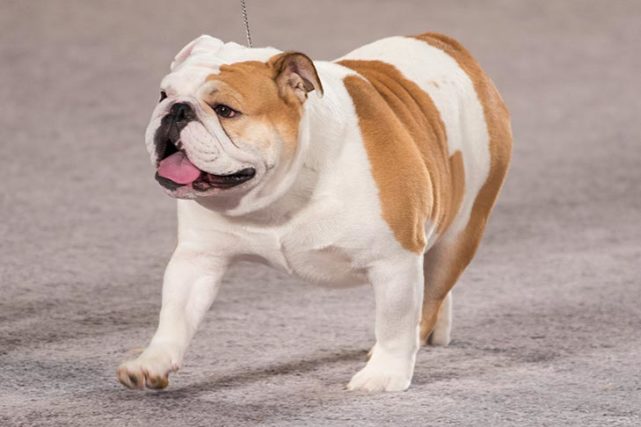 寻根问祖系列126英国斗牛犬bulldog