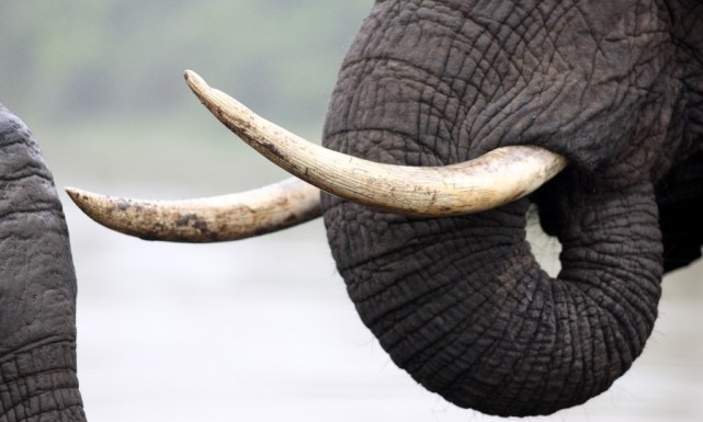 其实这和象牙的特殊构造有关,大象的牙齿有三分之一的部分是和头骨