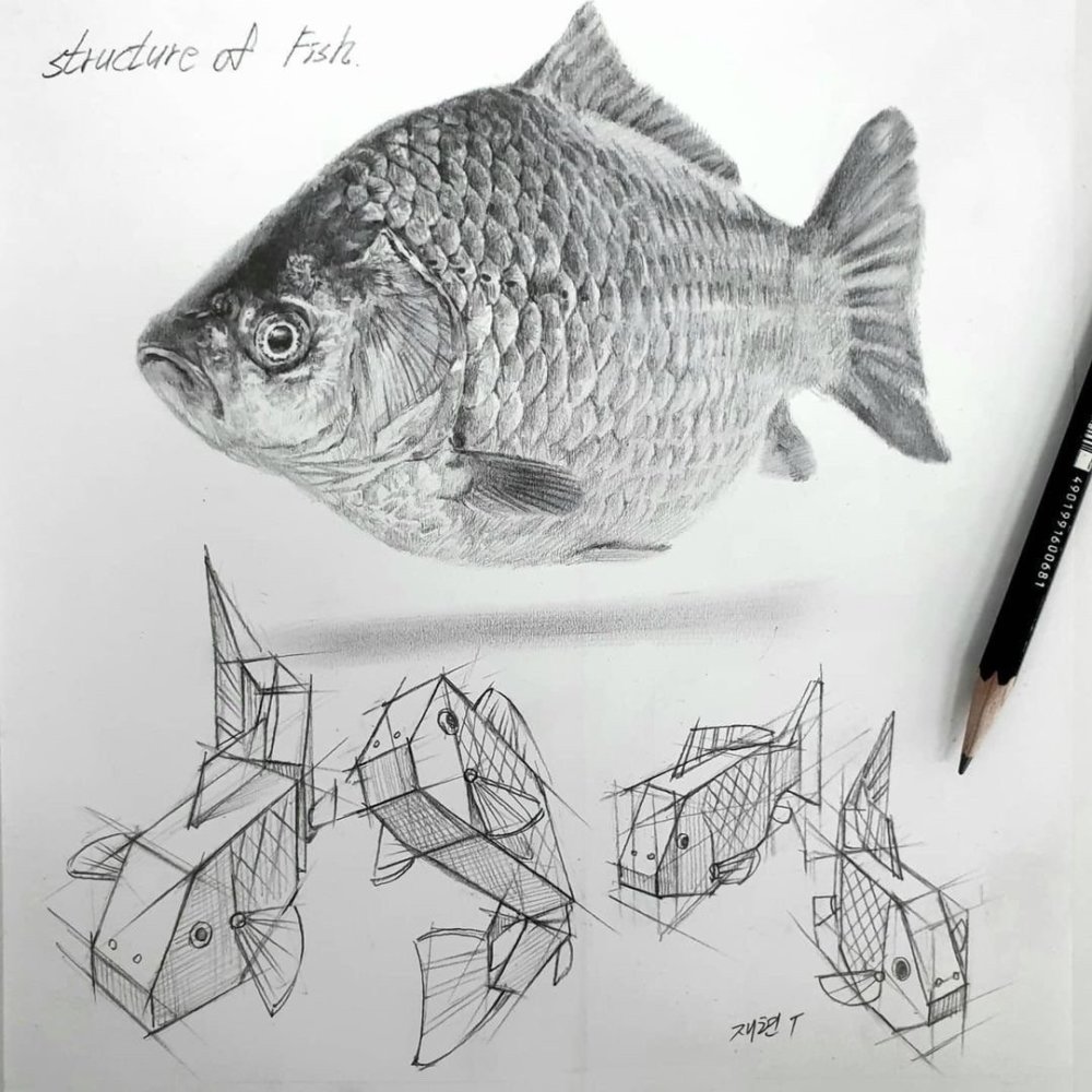 动物素描很难画出体积感?其实是你的造型不对,老师都是这样画的