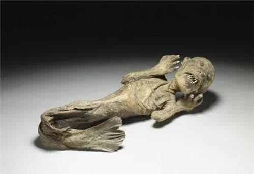 日本瑞龙寺"真龙标本"之谜:为何不测dna验证?专家:他们不敢_腾讯新闻