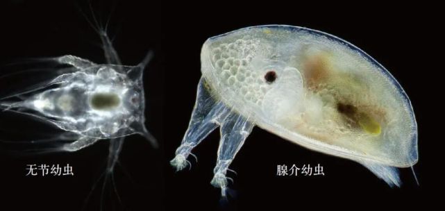 受精卵先形成无节幼虫,这时的藤壶除了吃,什么都不做;吃饱喝足后,它会