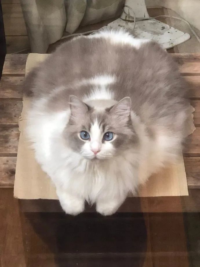 铲屎官家16斤的布偶猫胖得溢出了