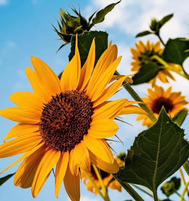 巨蟹座8月下半月运势平淡如水的生活中蕴藏着美好和希望