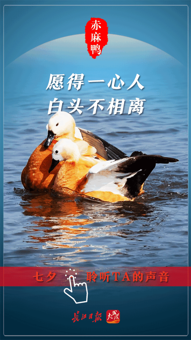 今日七夕,早起的鸟儿秀恩爱!