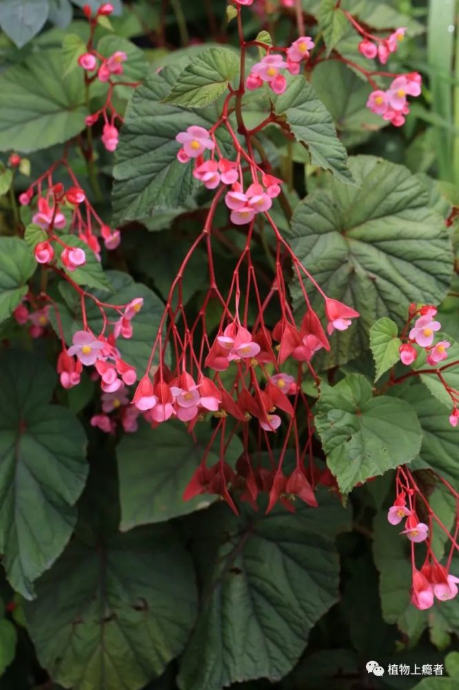 透气性和排水性都良好的微酸性土壤中,在养殖秋海棠花时可以使用枫叶