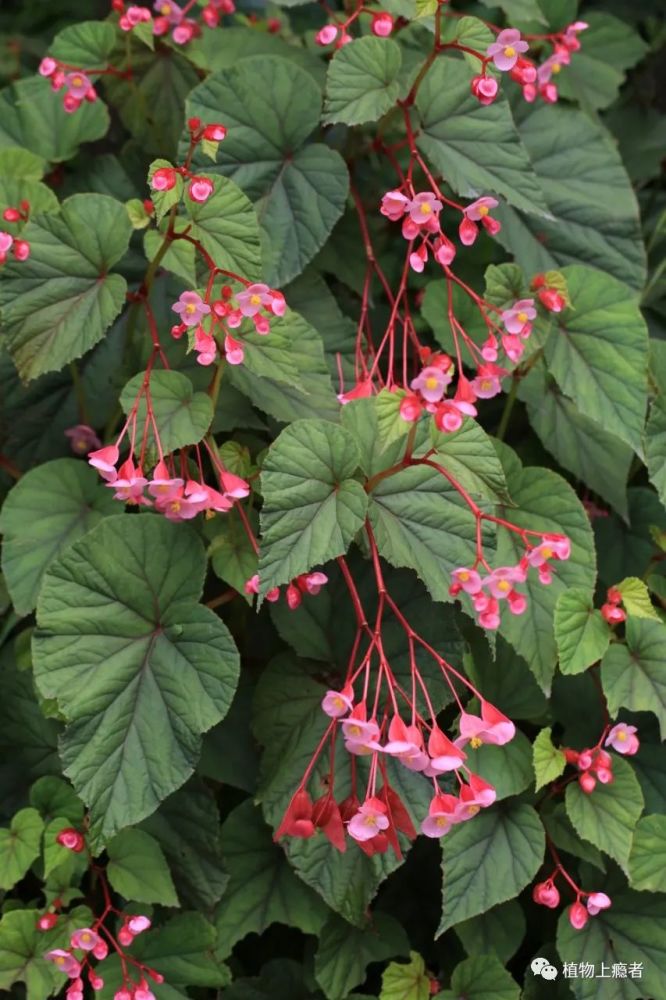 秋海棠图片(秋海棠图片大全大图) - 123植物网