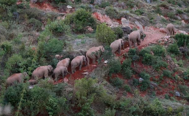 15头大象北迁回归栖息地,为何会出现大象异常迁徙呢?
