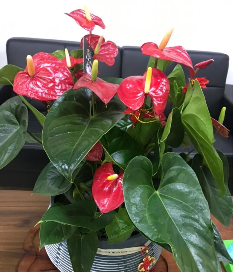 12生肖对应的招财花,来看看属于你的是哪一种_腾讯新闻