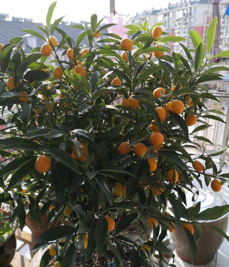 12生肖对应的招财花,来看看属于你的是哪一种_腾讯新闻