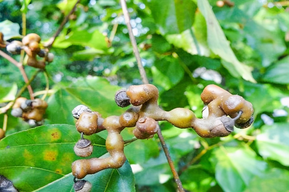 旬陽拐棗種植歷史悠久,種植技術成熟,種植面積大,拐棗原料量大質優