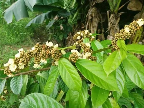 丁公藤祛风除湿消肿止痛