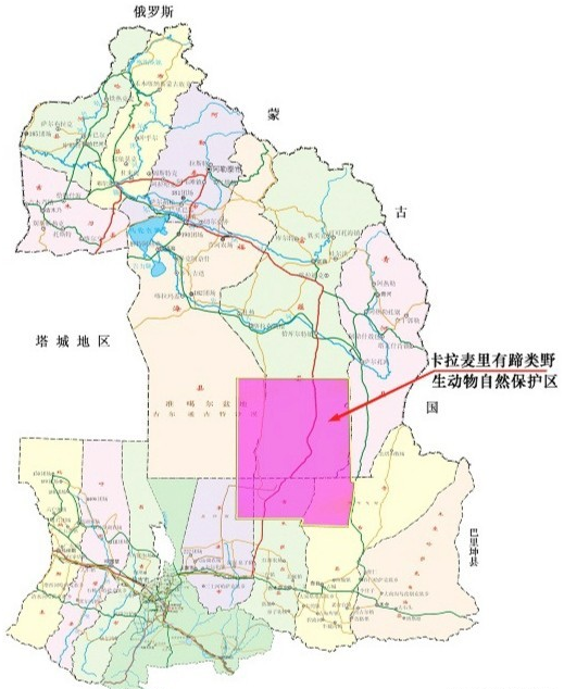 新疆216国道穿越卡拉麦里保护区有鹅喉羚普氏野马蒙古野驴