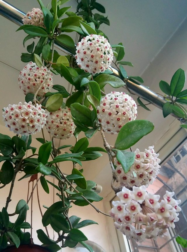 夹竹桃科的球兰有毒吗?了解"4点好处"后,放心养在阳台上!