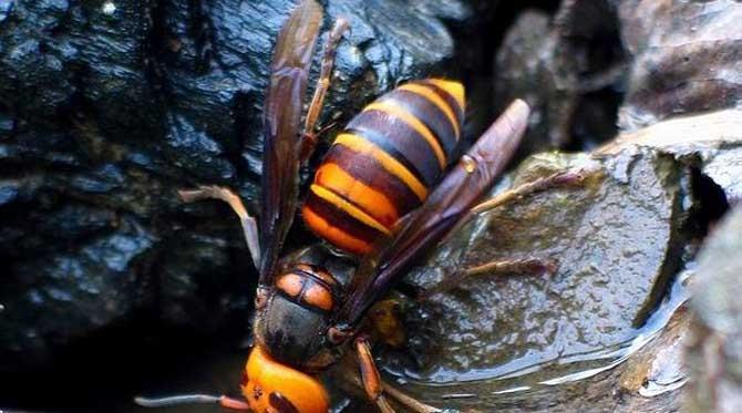 蜜蜂的种类 有毒图片