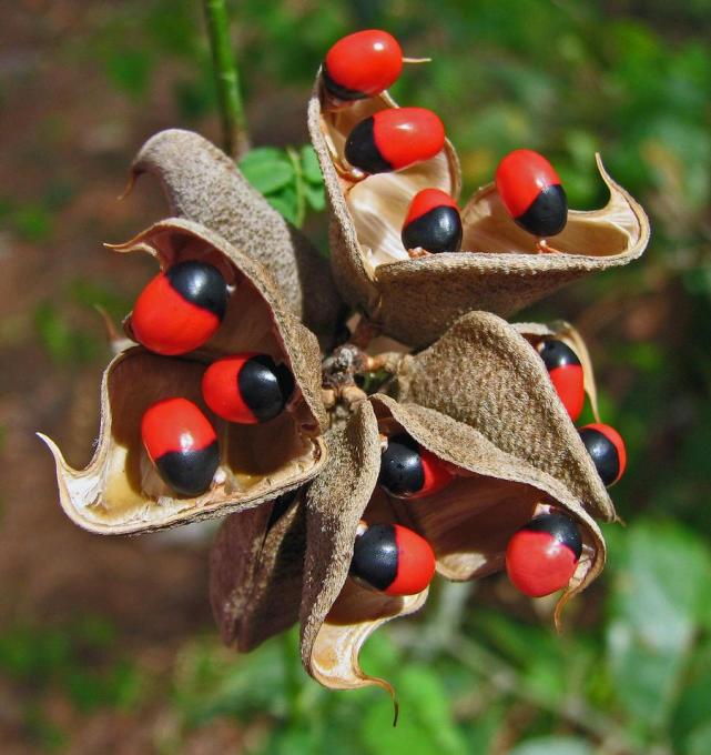 植物篇:开花的种类(非洲相思子