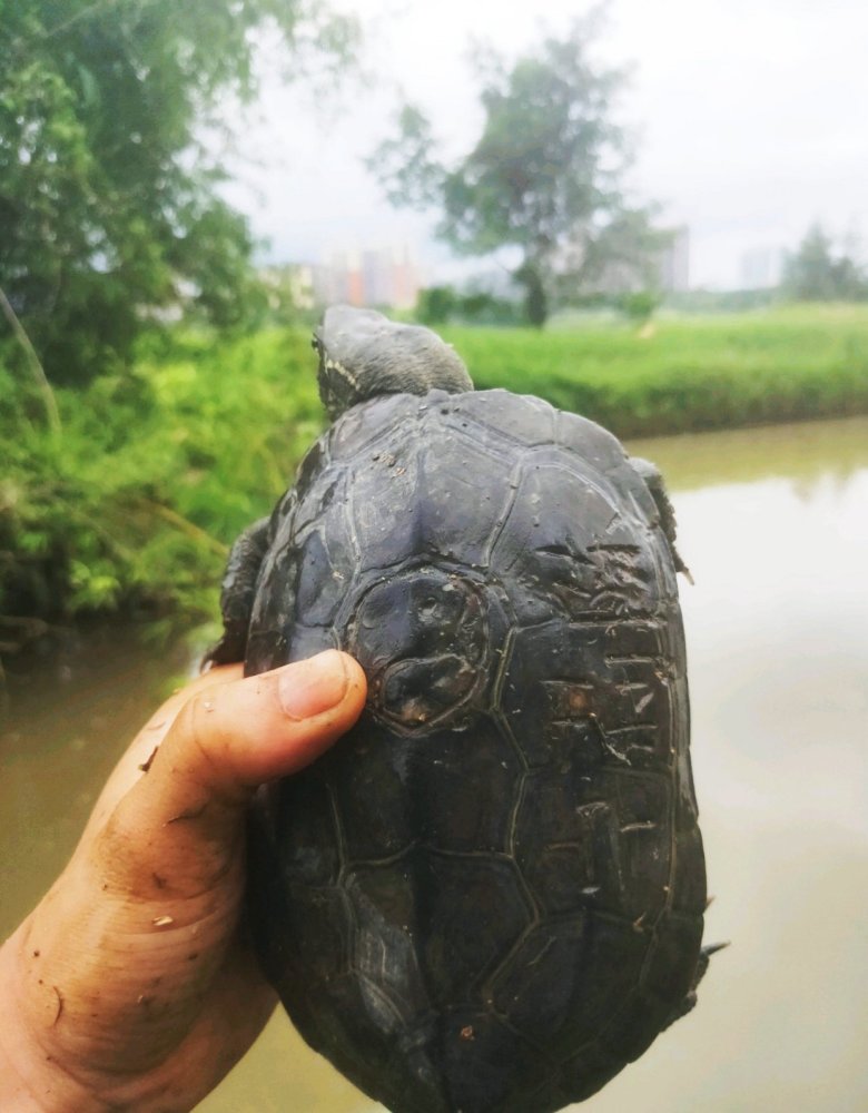 南宁钓友钓了只墨龟,背上刻了"宁莉陈"三个字,钓友:想养起来