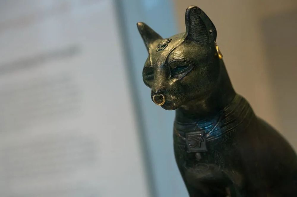 这件猫木乃伊里塞进了五条腿和三条尾巴