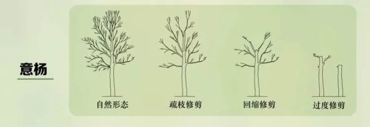 你家门前种有绿化的树木吗?你有修剪的打算吗?