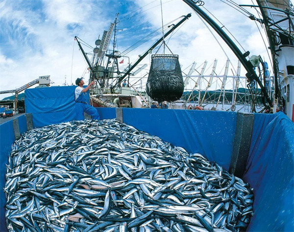 秋刀鱼,每年远洋捕捞的时候都会收获满满,已经成了烧烤摊上的明星