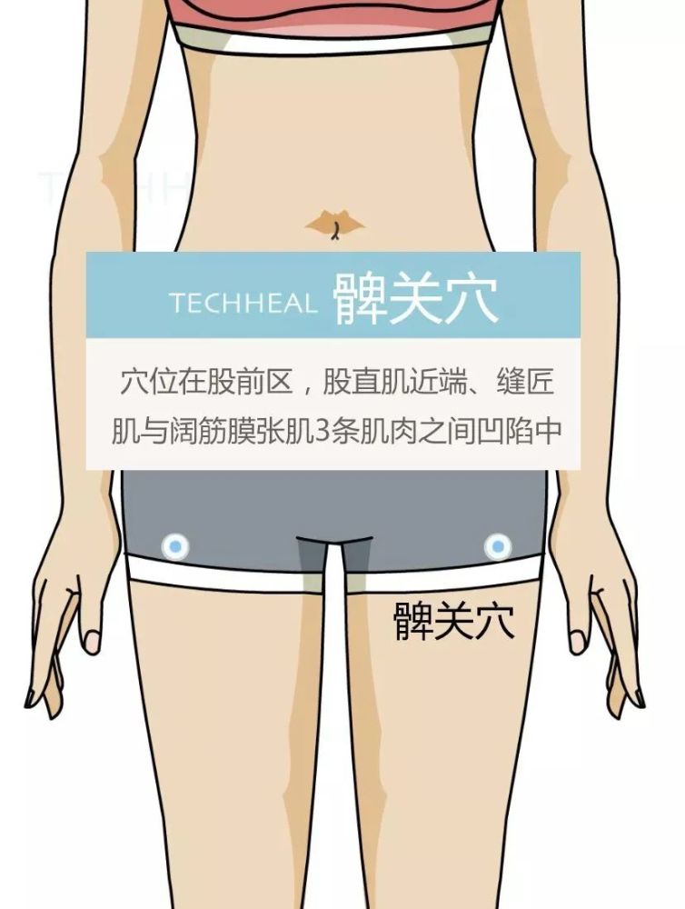 穴位图髀关穴主调腿膝肿痛下肢麻木