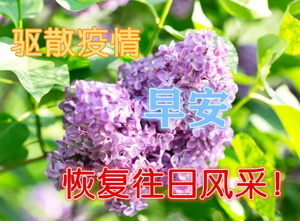 8月25日漂亮早上好動態圖片表情大全非常時期早晨好美圖大全