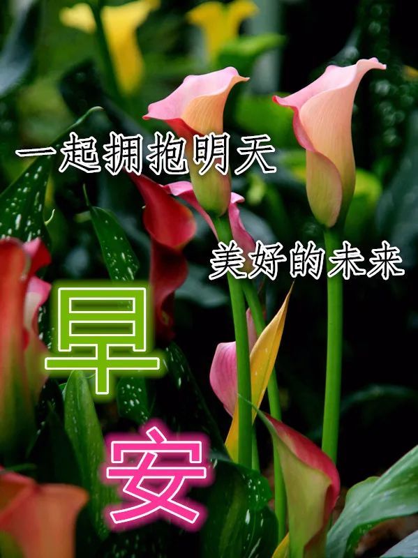 8月25日漂亮早上好动态图片表情大全非常时期早晨好美图大全