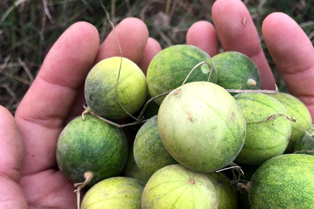 知名度还是比较高的,我们当地一般叫它马泡,小甜瓜,野甜瓜或者小屡葺