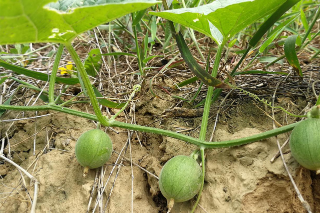 农村野外的 小甜瓜 一口一个很过瘾 以前藏着吃 现在没人吃 马泡瓜 野果 小乔 农民 野菜 鸡蛋