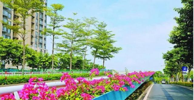 三角梅苗批发价格表最新