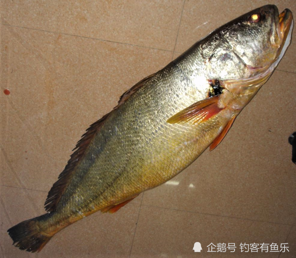 黃唇魚黃唇魚的外形非常好看,渾身呈金黃色,是一種近海魚類,主要棲息