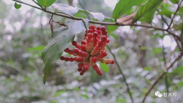 帶你一起回味62種南方野果子它們是農村小朋友們兒時的零食