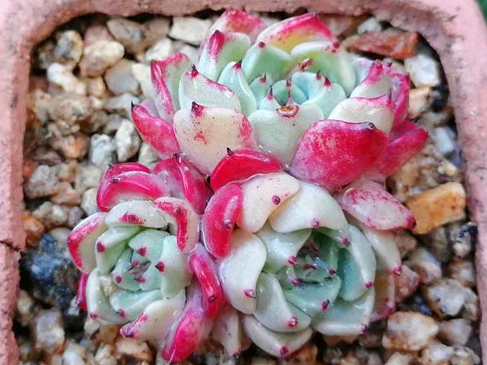 牡丹本是花中王 可这些多肉牡丹难以称王 因为虽然很美却很难养 腾讯新闻