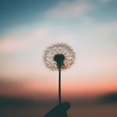 头像|白色轻盈的蒲公英的微信头像图片 第501期