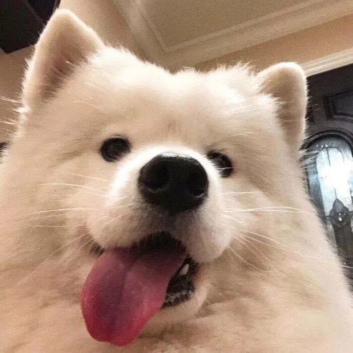 动物头像第12期超级可爱的小动物头像一定要养一只喜欢的动物啊