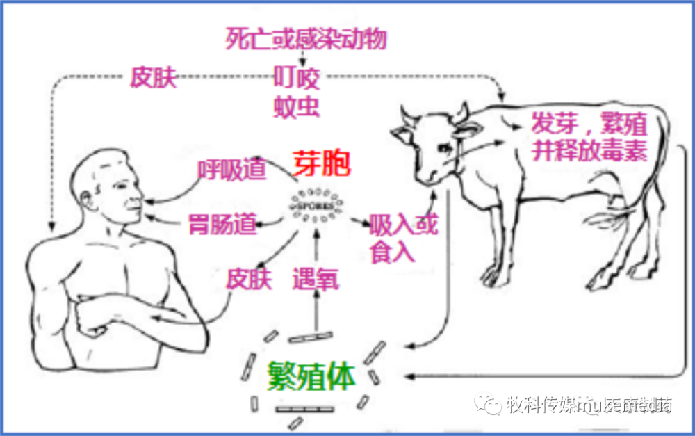 炭疽是一种由炭疽芽孢杆菌引起的人兽共患病,主要发生在牛,马,羊,骆驼