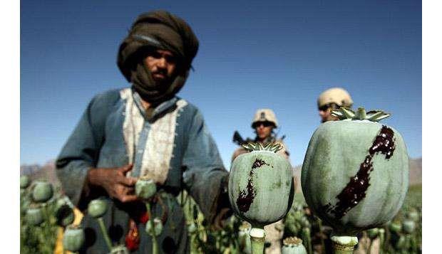 全球最大鸦片种植园:产量占全世界75%,九成耕地被占用!