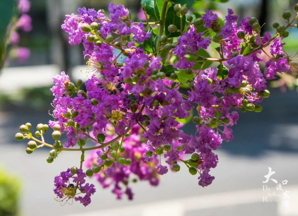 几场雨水过后 大渡口多了几分秋韵 一片片渐黄的树叶 开得正艳的各色