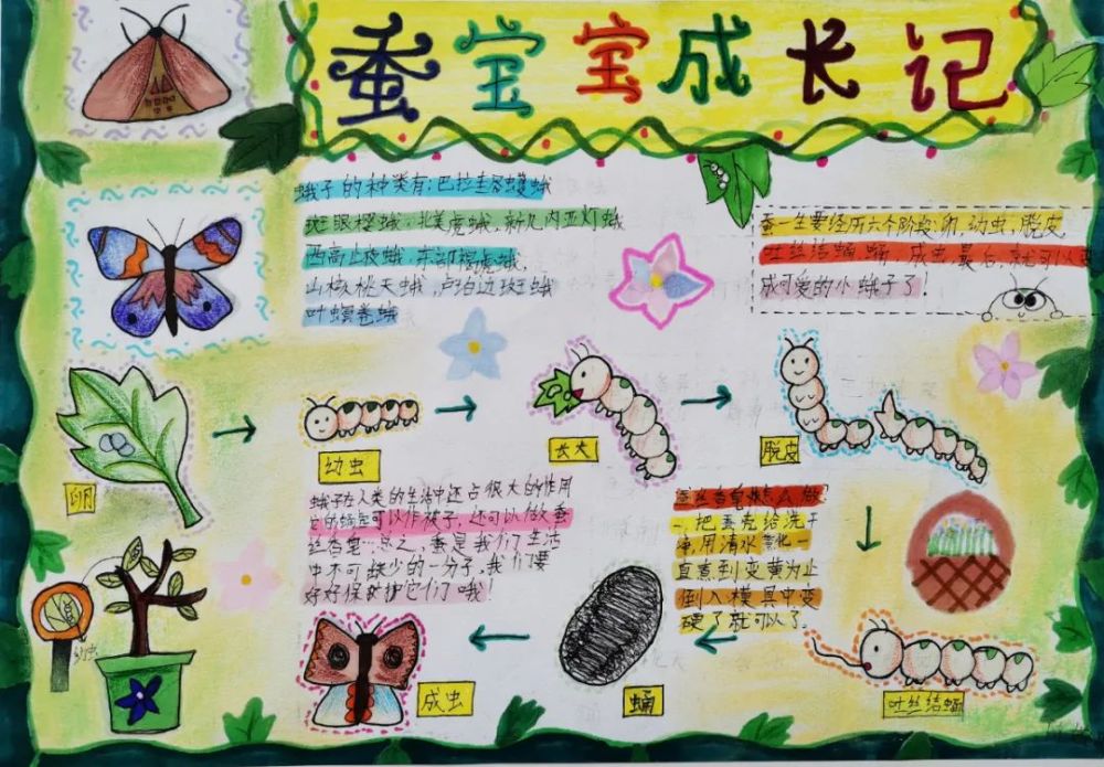 陈婉月《含羞草的一生》 王雯晴《兰花螳螂》 贾庆正《"毛毛虫"历险