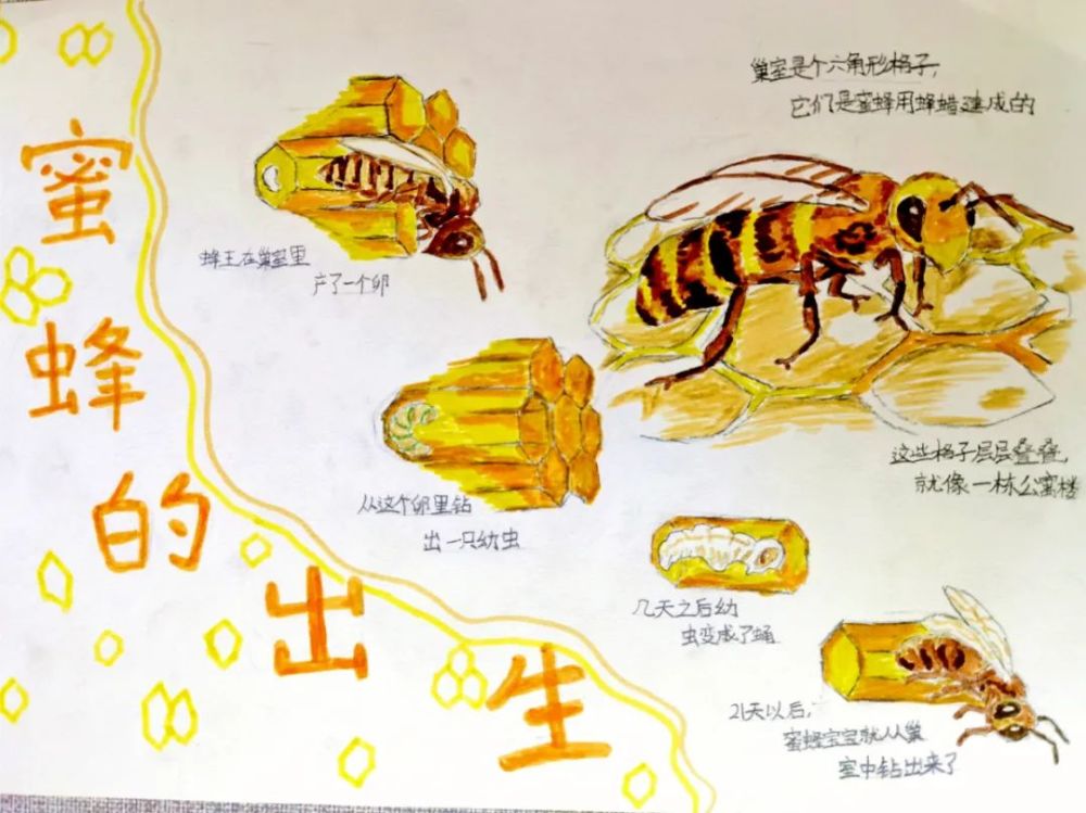 《蜜蜂的出生》 周博铮《蘑菇菌》 杜奕菲《青蛙成长记》 崔洋恺