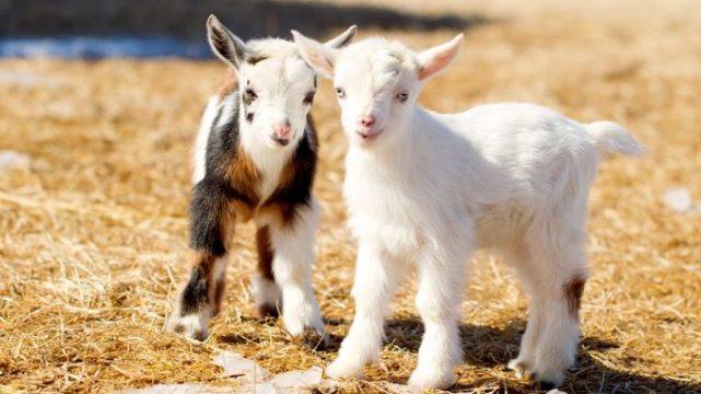 微型山羊:一只总是很小的大宠物