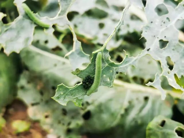 蔬菜上的小菜蛾,菜青虫了解习性,一打一个准!