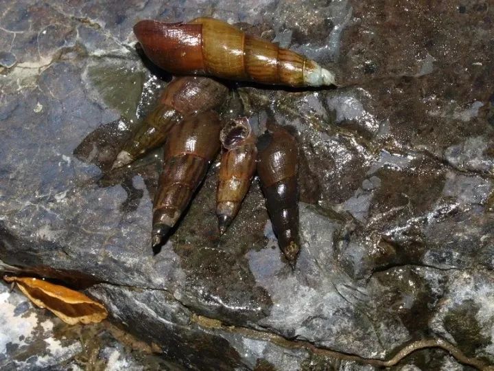 农田常见的一种螺,可别把它拿来食用,里面的虫子含有剧毒