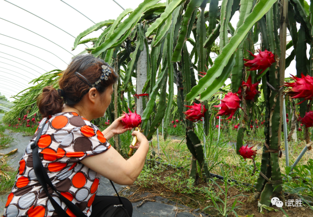 此外,除了紅心火龍果,該採摘園還種植了桃子,李子,百香果,橘子等瓜果.