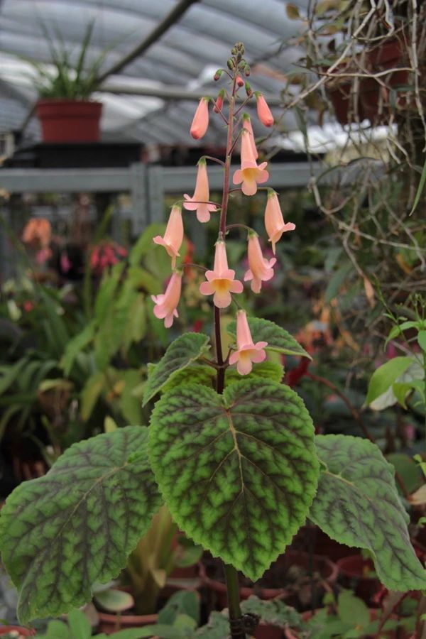 适合养朝东阳台的垂桐苣苔 有心形叶子和一串串艳丽的花朵 腾讯新闻