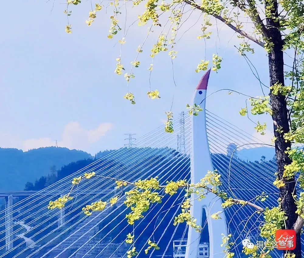 又一个"贵州最大"!沿河乌江三桥即将建成通车