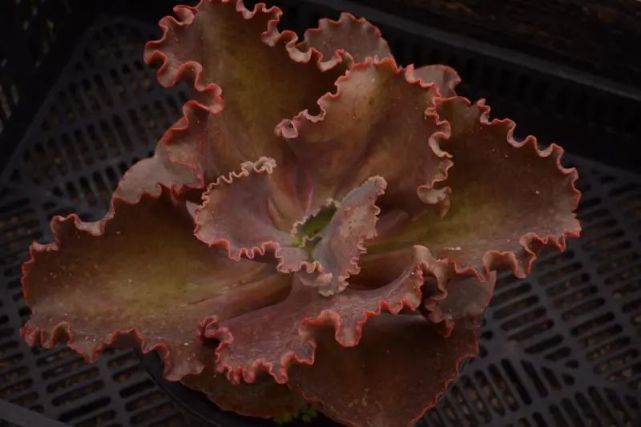 阿里莱特景天科拟石莲花属多肉植物大型种包菜系列品种